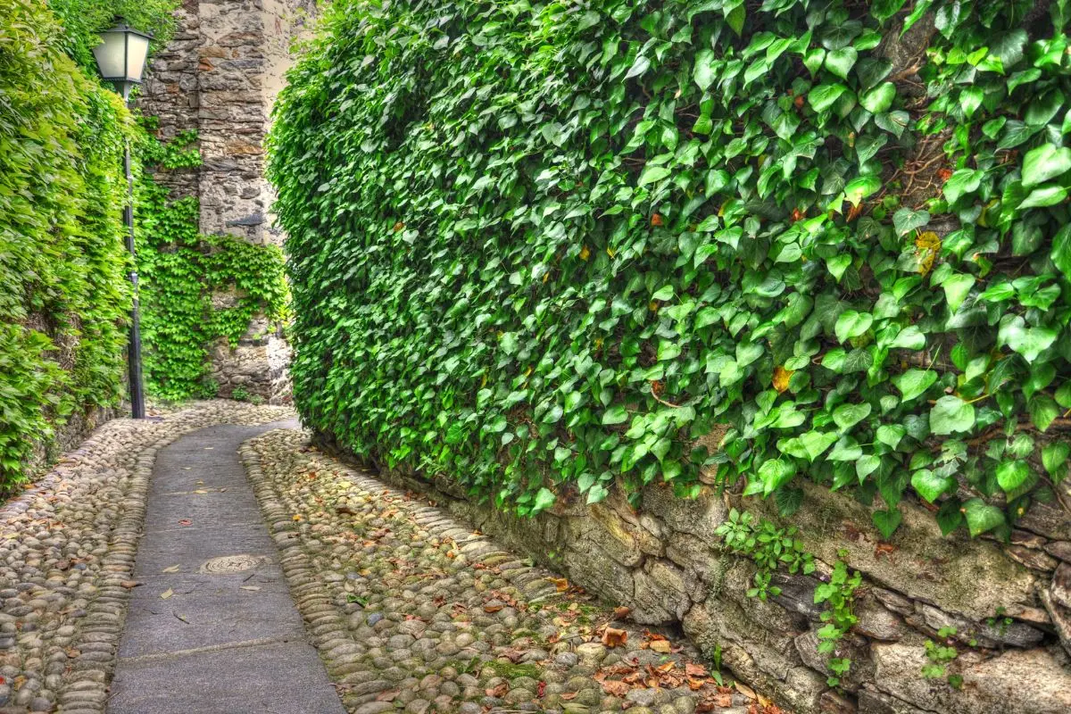 Segreto delle piante sempreverdi: l’edera rampicante è la soluzione per coprire i muri brutti