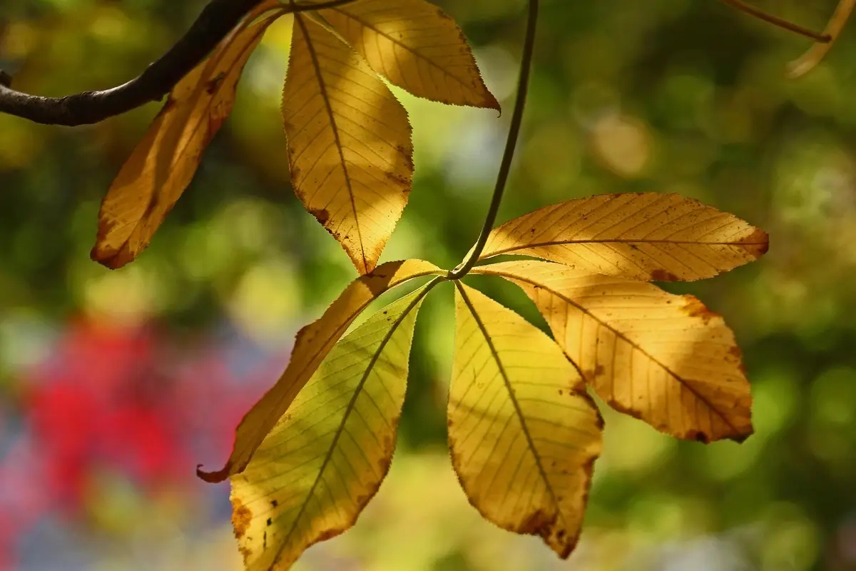 Perché le foglie delle piante ingialliscono? La causa nascosta che pochi conoscono
