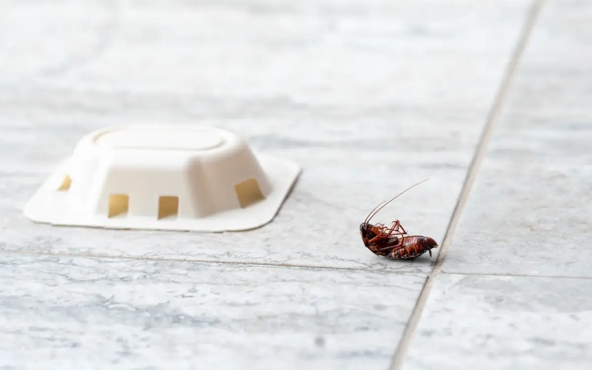 Blatte in casa? Ecco i costi reali di una disinfestazione professionale che funziona