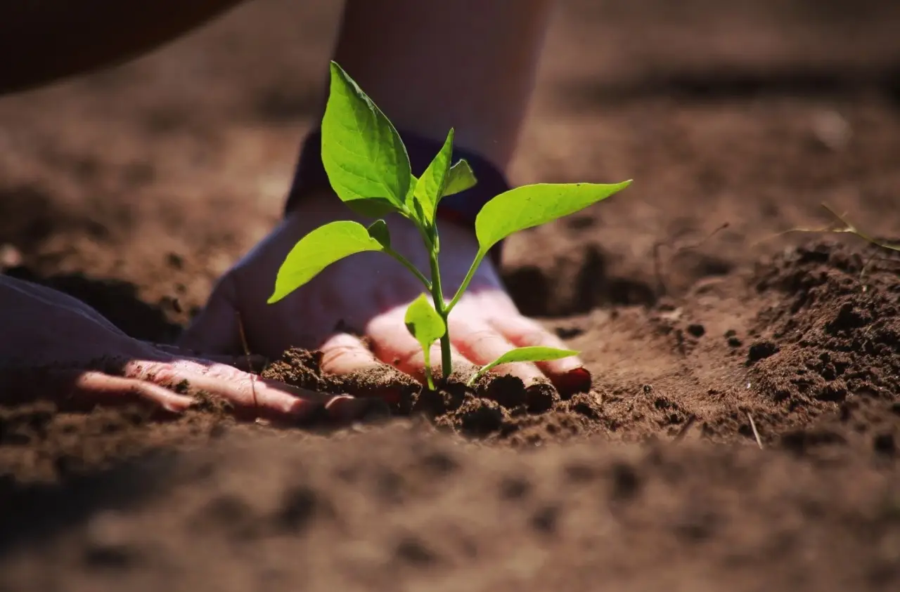 La tua pianta è malata e non sai cosa fare? Ecco il servizio gratuito che la salva