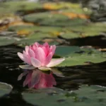 Perché dovresti mettere questa pianta marina nell’acquario: i benefici sorprendenti