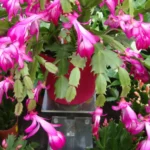 Hai una pianta fucsia in casa? Ecco perché non fiorisce e come curarla