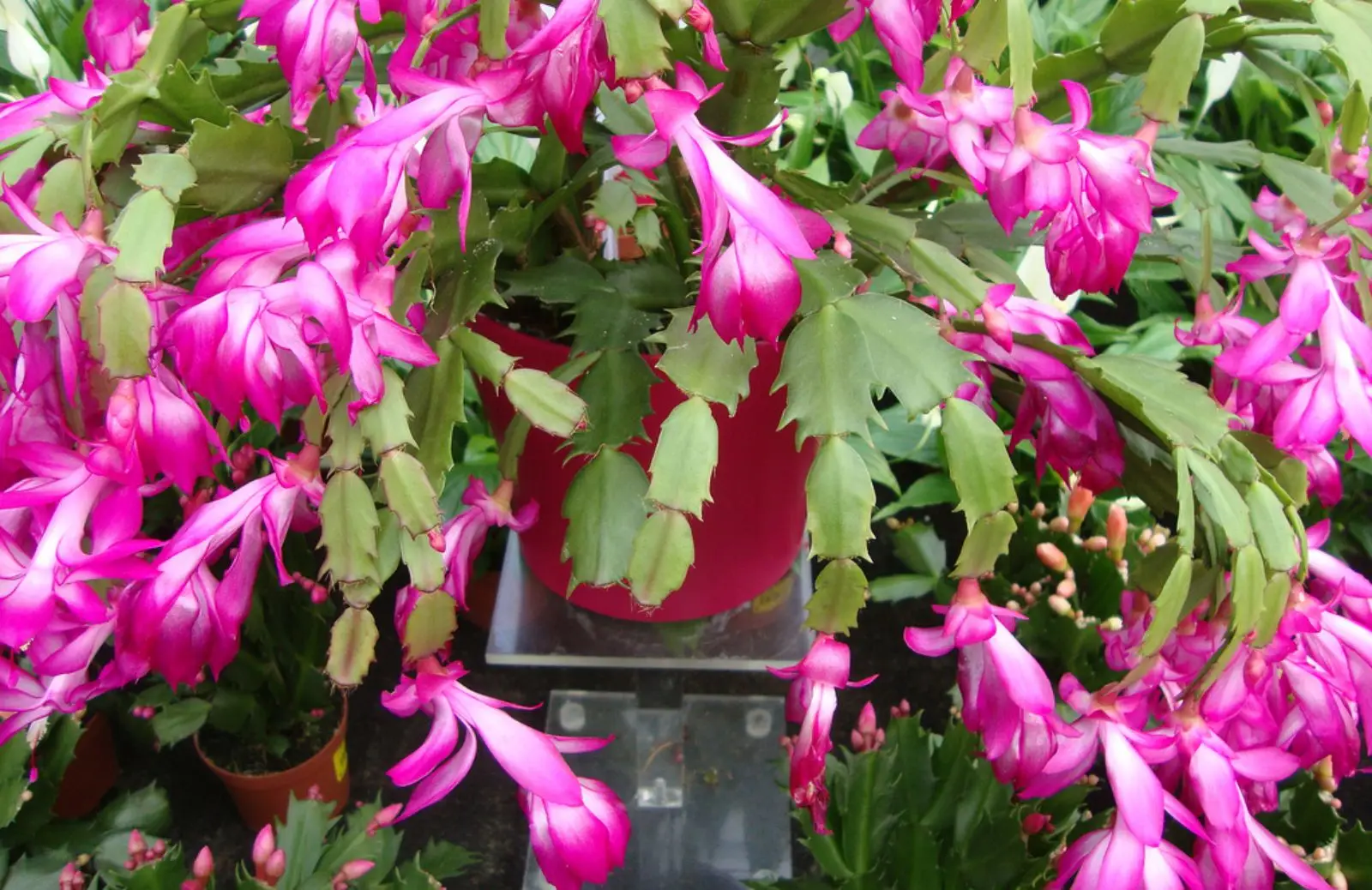 Hai una pianta fucsia in casa? Ecco perché non fiorisce e come curarla