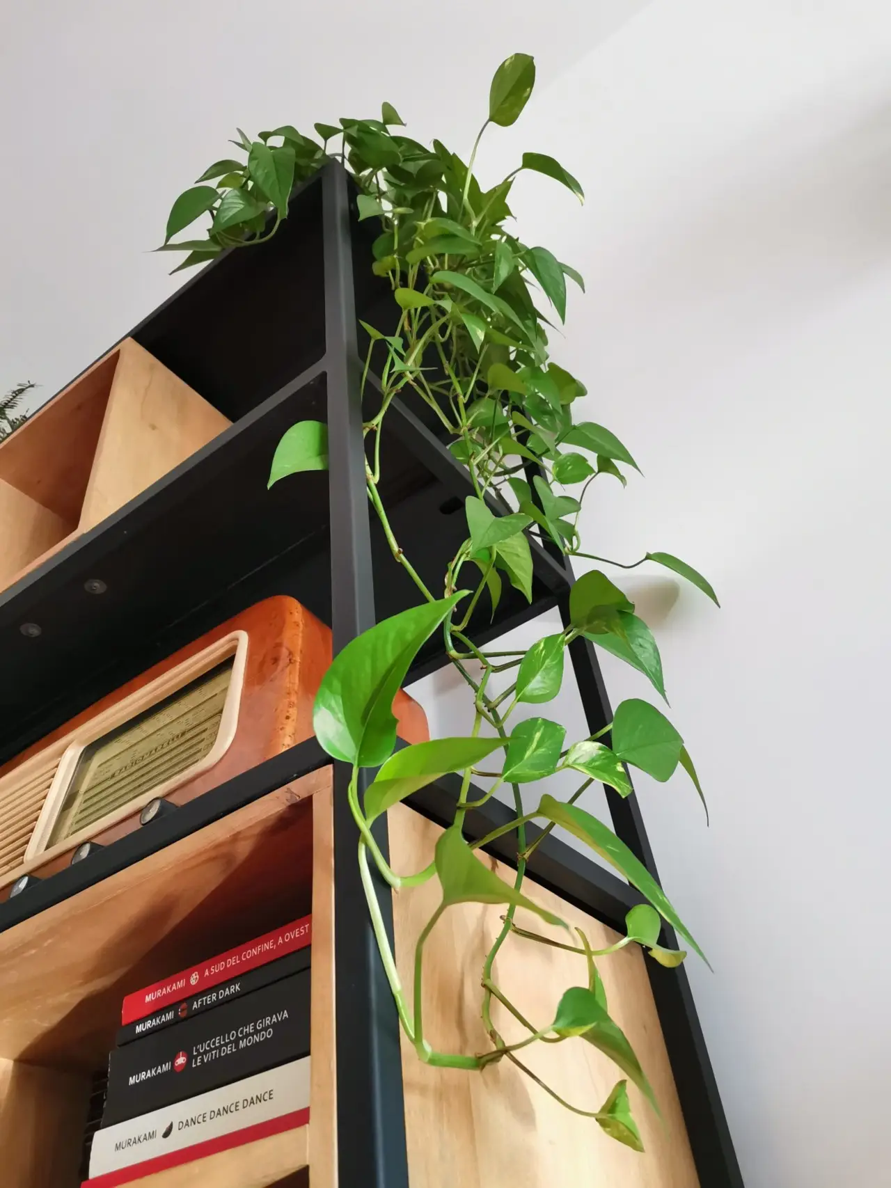 Non mettere le piante su una mensola buia: ecco l’errore che fanno tutti e quali scegliere