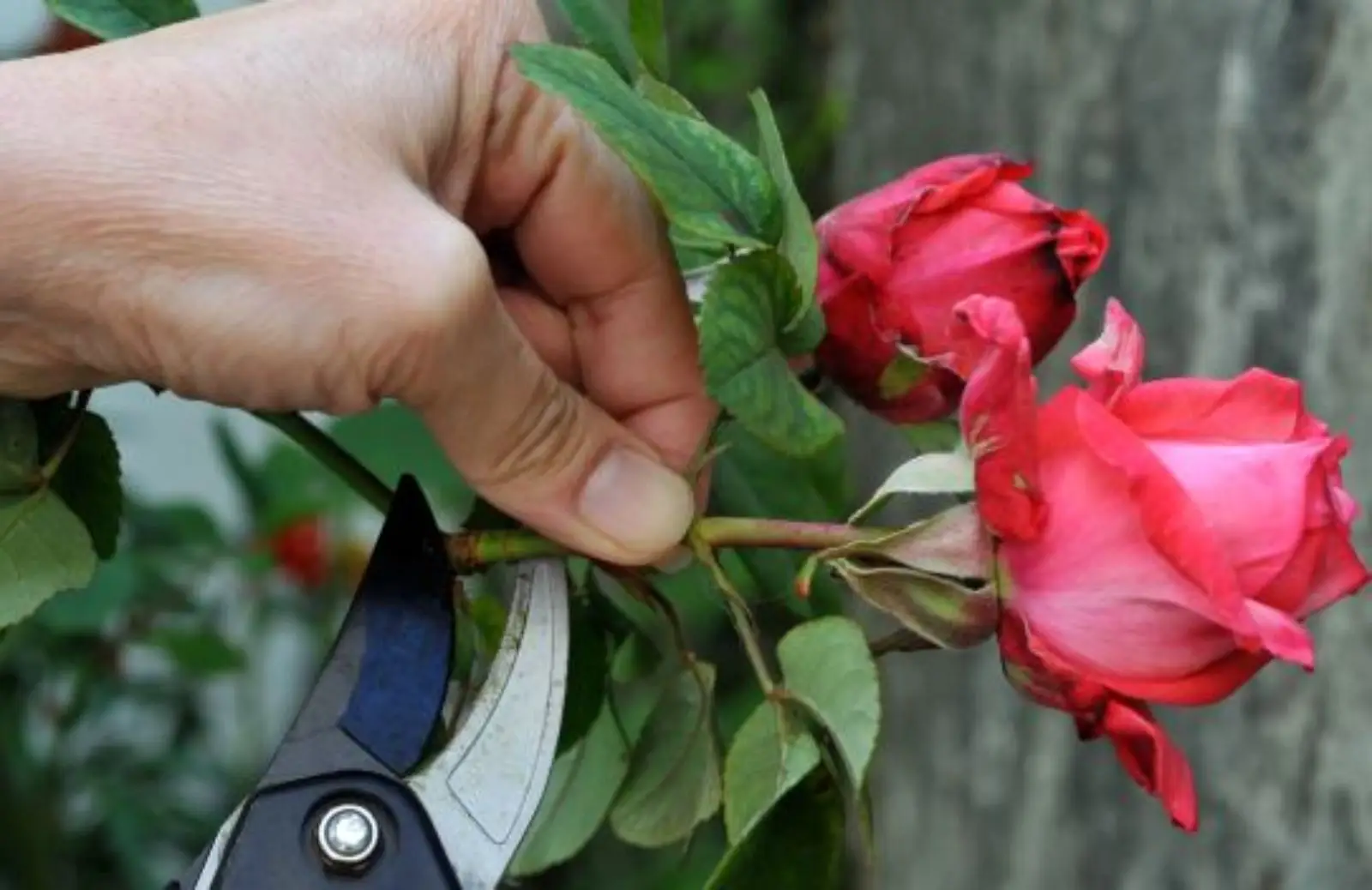 Come potare le rose velocemente: ecco il trucco dell’esperto