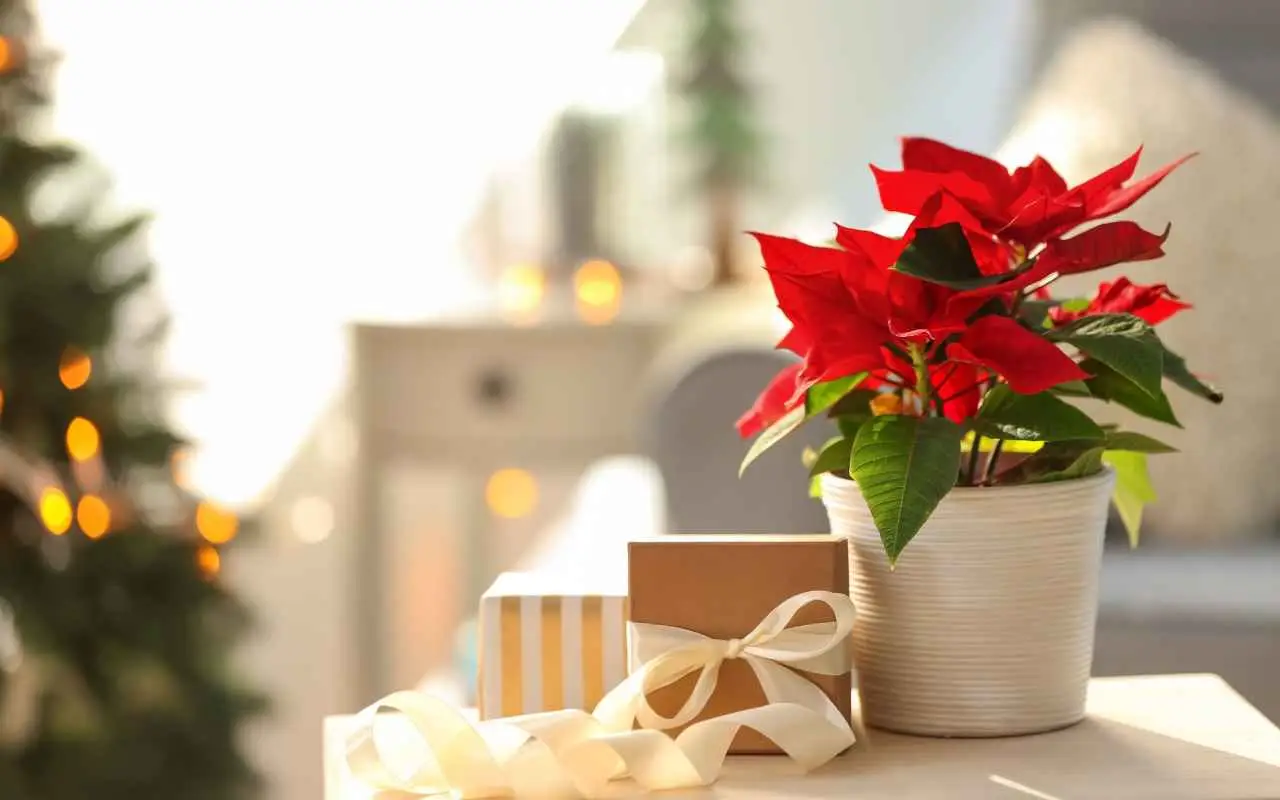 Quali sono le piante da regalare al posto dei soliti fiori recisi? Quelle che durano nel tempo