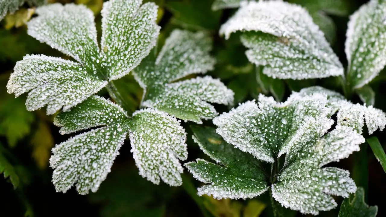 Come proteggere le piante dal gelo invernale